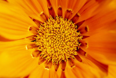 Extreme close-up of orange flower pollen