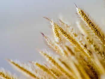 Close-up of stalks in the field