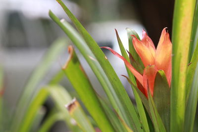 Close-up of flowering plant