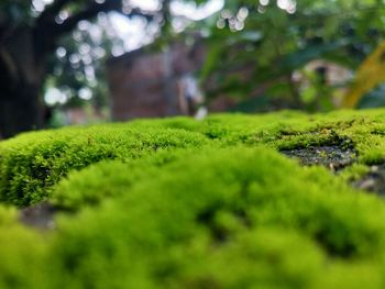 Close-up of moss growing on field