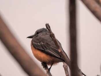 Close-up of bird perching on railing