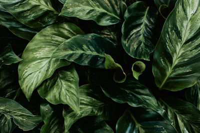 Full frame shot of fresh green leaves