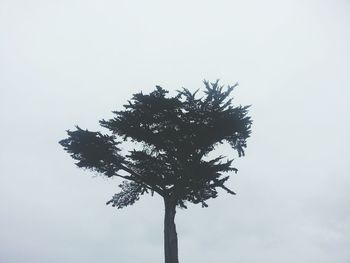Low angle view of trees against sky
