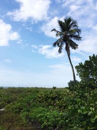 Trees growing on field against sky
