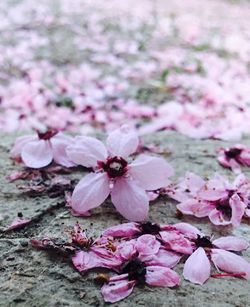 Close-up of pink cherry blossoms on field