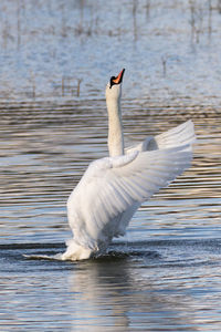 Swan swimming in lake