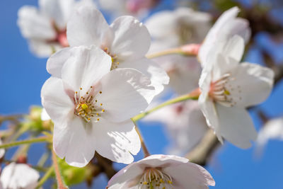 Close-up of white flowers