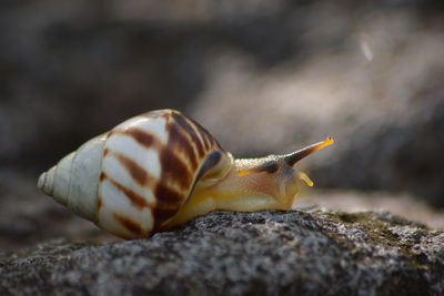 Close-up of snail on rock