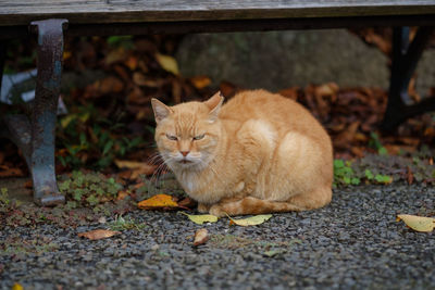 Cat sitting outdoors