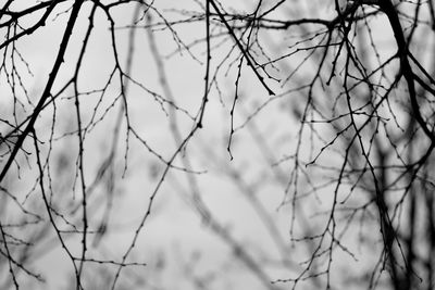 Close-up of bare branches against sky