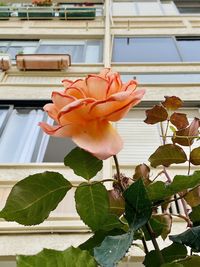 Close-up of orange flowering plant