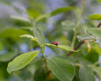 Close-up of ladybug on a tree leaf 