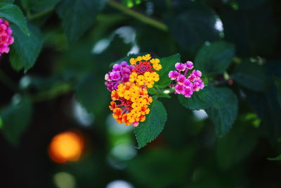 Close-up of pink flowering plant