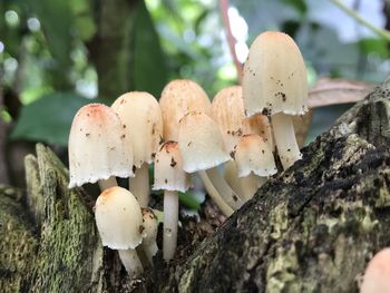 Mushroom on the trunk