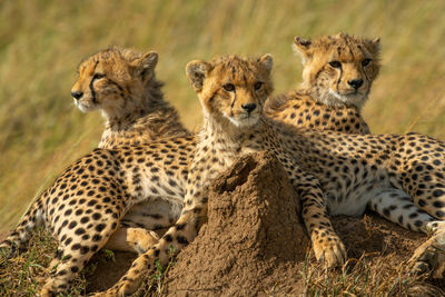 Close-up of three cheetah cubs behind mound