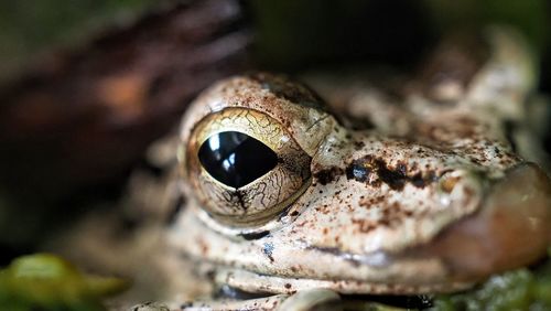 Close-up of frog