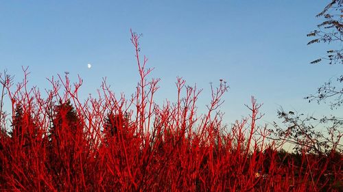 Low angle view of plants against clear blue sky