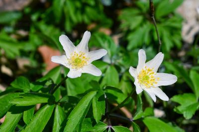 Close-up of white flowering plant