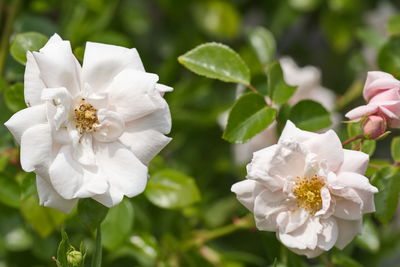 Close-up of white flowering plant