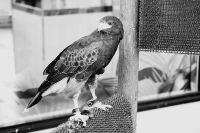 Close-up of a bird perching, falcon