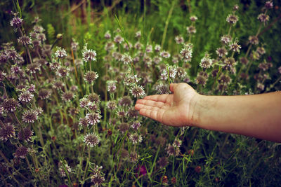 Close-up of hand holding flowering plants on field