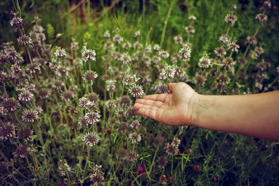 Close-up of hand gesturing by plant