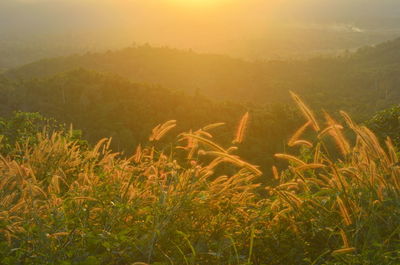 Scenic view of field against sky at sunset