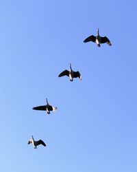 Low angle view of birds flying in sky