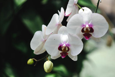 Close-up of white orchids