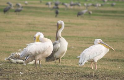 Geese on field