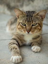 Close-up portrait of a cat