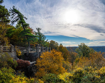 Plants and trees against sky during autumn