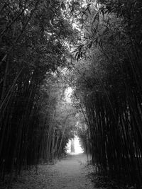 Walkway amidst trees in forest