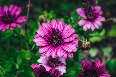 Close-up of pink flower in park