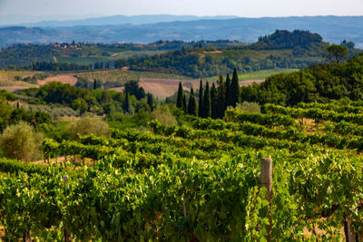 Scenic view of vineyard