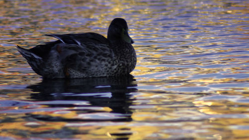 Duck swimming in lake