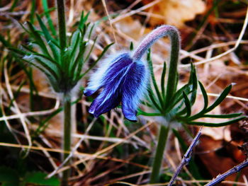 Close-up of purple flowers blooming against blurred background