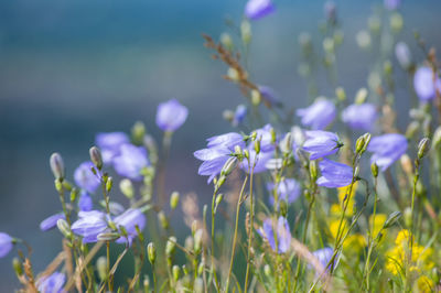 Close-up of fresh purple flowers blooming in field