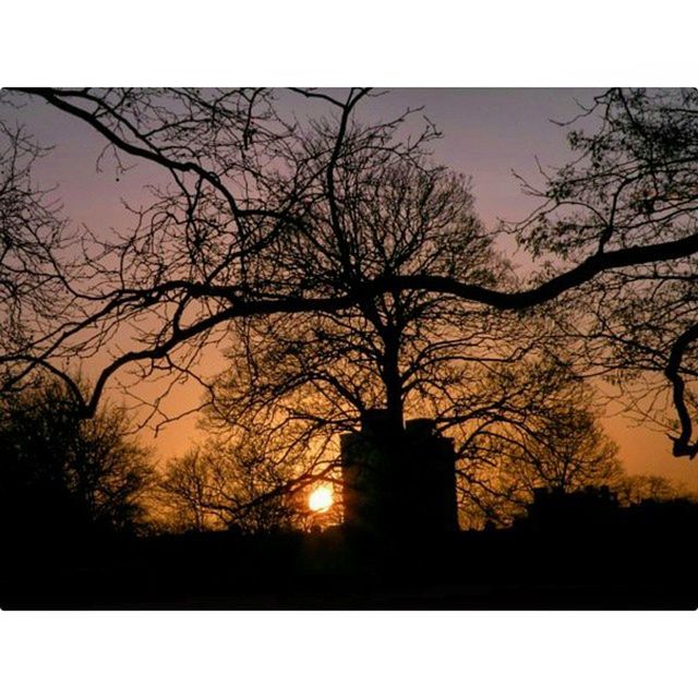 sunset, transfer print, silhouette, sun, bare tree, tree, auto post production filter, orange color, branch, scenics, tranquility, beauty in nature, tranquil scene, sky, sunlight, nature, idyllic, back lit, clear sky, no people