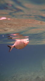 Close-up of jellyfish swimming in water