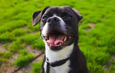 Close-up of a dog looking away