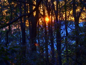 Sun shining through trees in forest