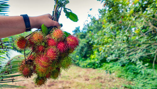 Midsection of person holding plant against trees