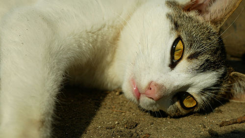 Close-up of a cat