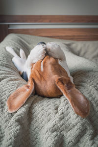 Close-up of a dog sleeping on bed