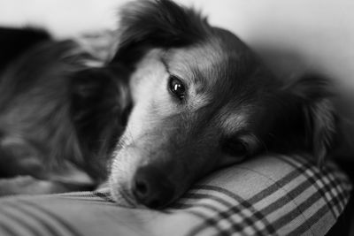 Close-up portrait of dog resting on bed