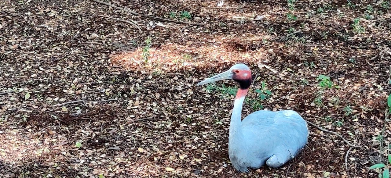 HIGH ANGLE VIEW OF BIRD IN A FIELD