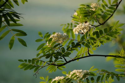 Close-up of flowering plant