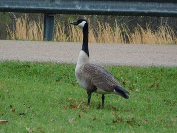 Bird on field