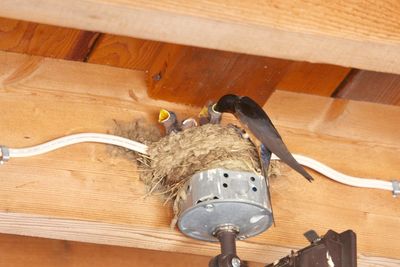 High angle view of bird perching on wooden table